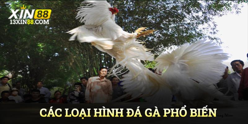 Các loại hình đá gà Xin88 phổ biến