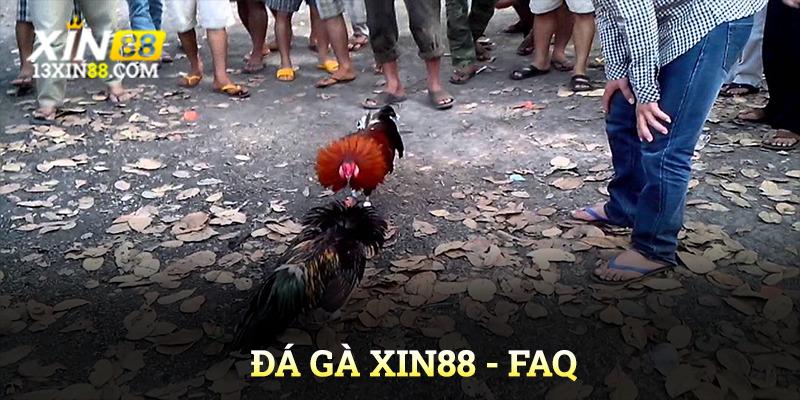 FAQs – Giải đáp thắc mắc thường gặp về đá gà Xin88