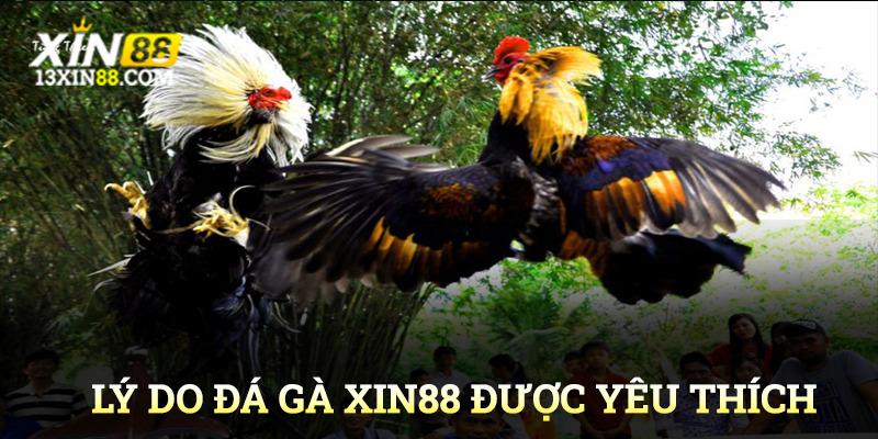 Lý do đá gà Xin88 được đông đảo kê thủ yêu thích