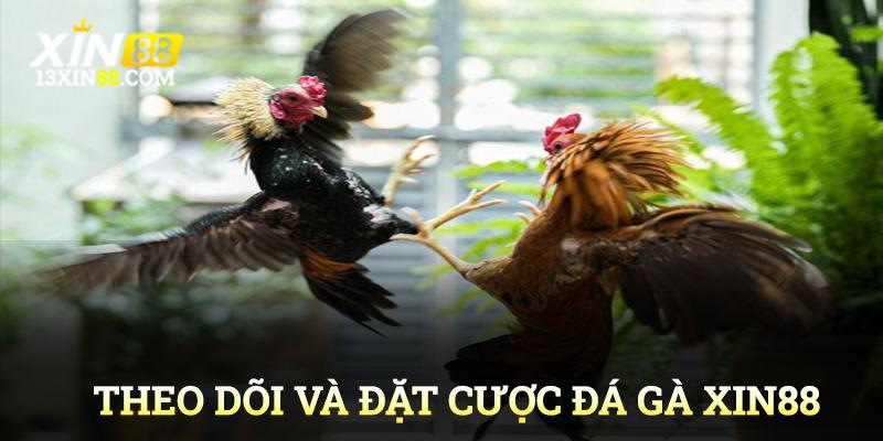 Cách theo dõi và vào kèo đặt cược đá gà Xin88